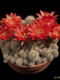 Lobivia arachnacantha v vallegrandensis (20 seeds)