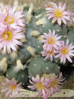 Lophophora williamsii v decipiens (10 seeds)
