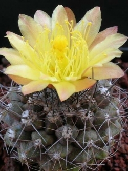 Copiapoa maritima (20 seeds)