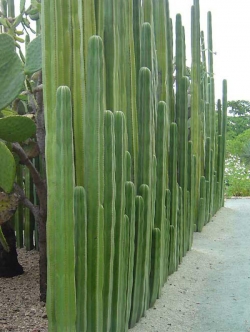 Pachycereus marginatus (Mexican Fence Post) (50 seeds)