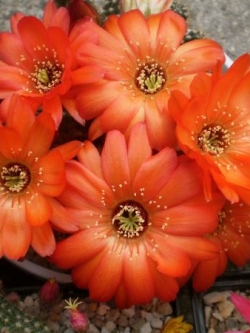 Lobivia cabradai (20 seeds)