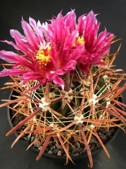 Ferocactus fordii v borealis (50 seeds)