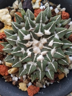 Ariocarpus kotschoubeyanus var. elephantidens (10 seeds)