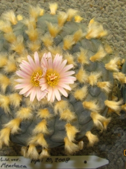 Lophophora williamsii v Menchaca (10 seeds)