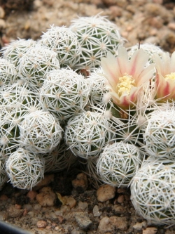 Mammillaria vetula (20 seeds)