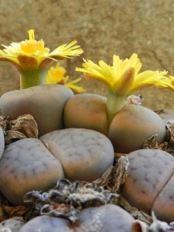 LITHOPS - schwantesii (20 seeds)