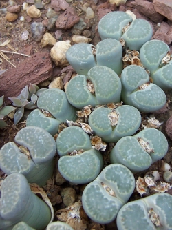 LITHOPS - salicola (20 seeds)