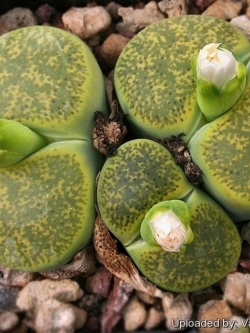 LITHOPS - lesliei (20 seeds)